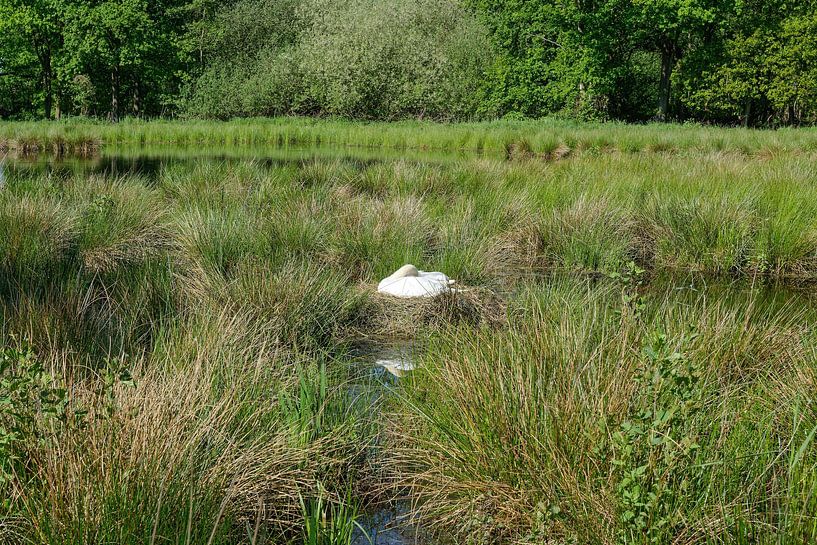 Idyll im Schwalm-Nette Naturpark bei Nettetal von Peter Eckert