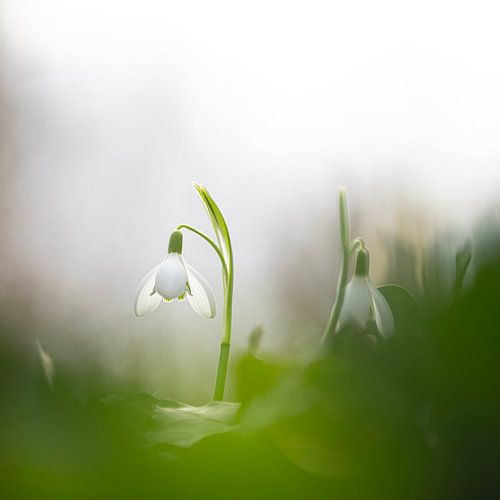 Het kleine witte wonder. van Robby's fotografie