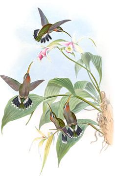 Rucker's Hermit, John Gould van Hummingbirds