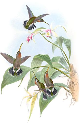 Ruckers Einsiedler, John Gould