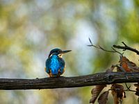 The Kingfisher