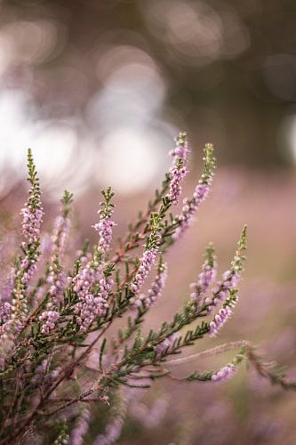 Close-up van Heide in Nederland