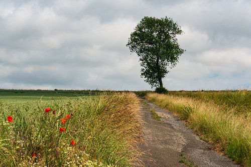 Der Weg ist das Ziel von Nicole Bäcker