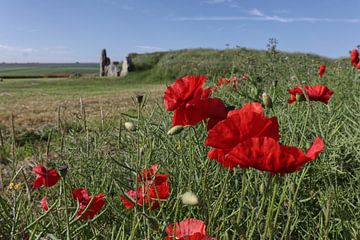 Poppy Flower in front West Kennet long barrow by Carole Winchester