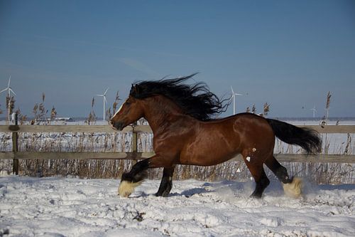 Tinker-Hengst Silas im Schnee
