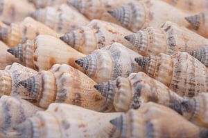 Muscheln zusammen
