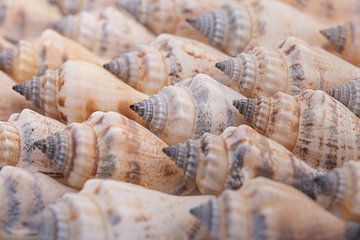 Muscheln zusammen von Marjolijn van den Berg