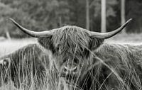 Schotse hooglander 3 van Jan Peter Nagel thumbnail