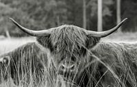 Schotse hooglander 3