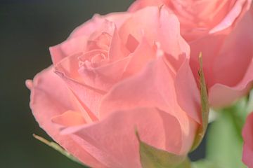 Bosje roze Rozen van Caroline Drijber