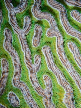 Details van koraal, prachtig groen en abstract!