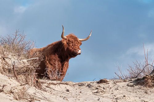 Schottischer Highlander auf dem Gipfel der Düne