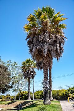 Palm trees on the beach of La Serena by Thomas Riess