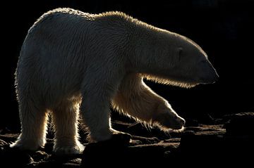 ijsbeer. van Tilly Meijer