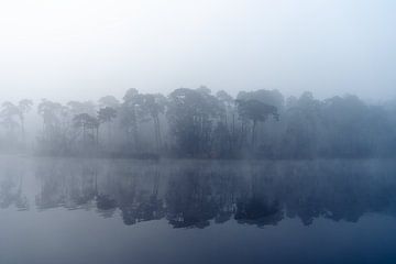 Arbres brumeux sur Anniek Snoeijs