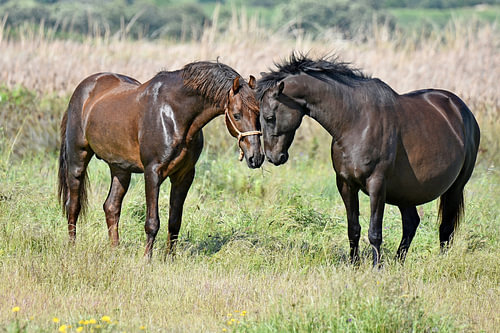 Affection