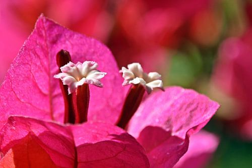 fleurs de bougainvilliers roses