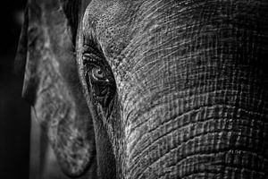 Close-up van een Olifant van Chihong