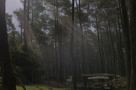 Sunlight Filtering Through Pine Forest by SISKA Subangkit