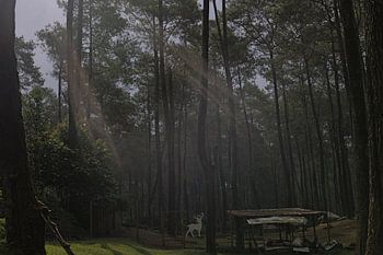 Sunlight Filtering Through Pine Forest