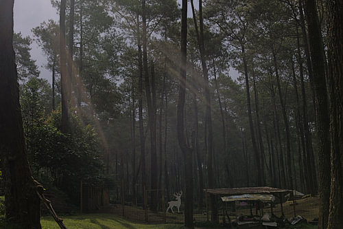 Sunlight Filtering Through Pine Forest