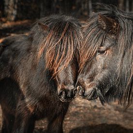 Twee Shetland pony's tète à tête. van Ron Poot