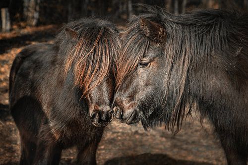 Two Shetland ponies tete à tete.