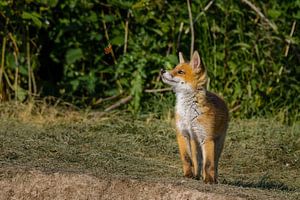 Der Fuchs und der Schmetterling