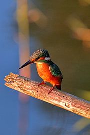 Eisvogel auf Ast von Niels Jansen