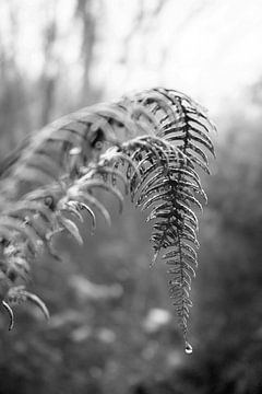 Blätter eines Farns mit einem Tropfen Regenwasser von Evelien Oerlemans