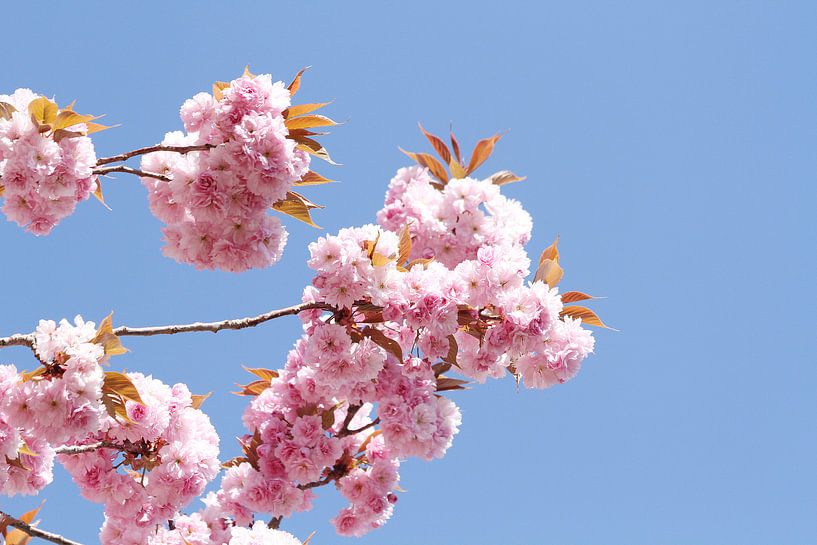 Cerisier japonais à fleurs VII par Anja Bagunk