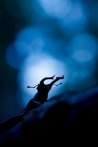 guerrier solitaire