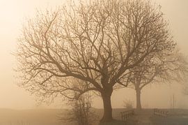 tree in the fog
