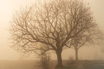 boom in de mist van Bert-Jan de Wagenaar