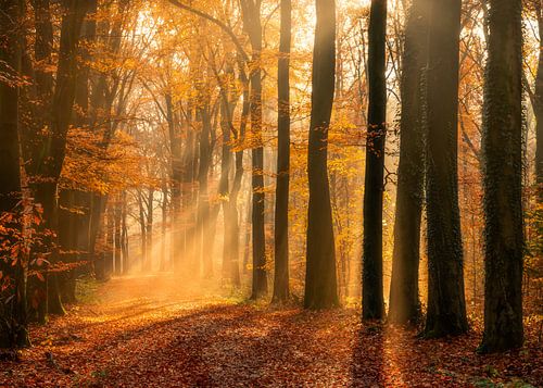 Laan in herfst kleuren