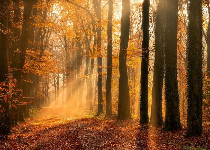Autumn avenue by Thomas Jansen