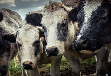 Three Cows In A Row van Urban Photo Lab