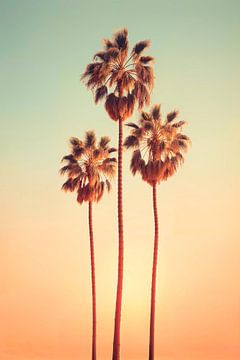 Sonnenuntergang auf drei Palmen in Hollywood von Philippe HUGONNARD