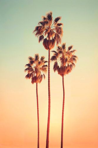 Sunset over three palm trees in Hollywood