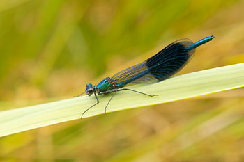 Wiesenlibelle