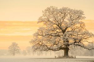 Winterlicht über mächtiger Eiche