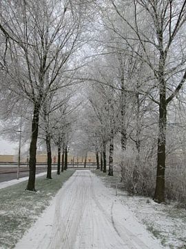 Winter in Leeuwarden