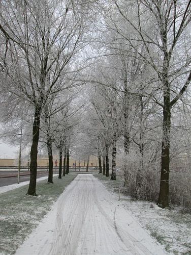 Winter in Leeuwarden