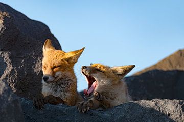 Jonge vossen Vulpes vulpes