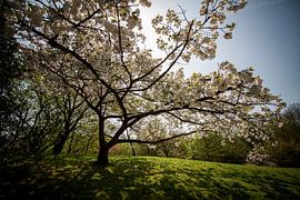 Bloesems aan de bomen by Charelle Roeda