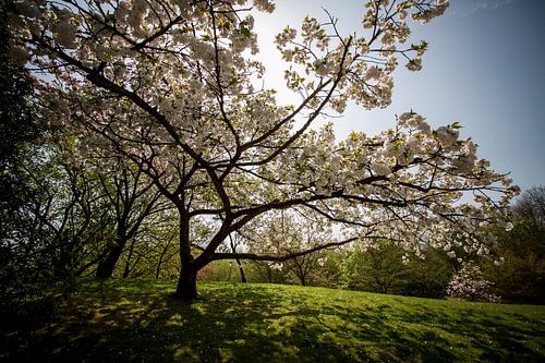 Bloesems aan de bomen