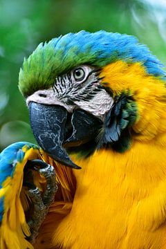 Papegaai die je aankijkt close-up 6 van Martin de Bouter