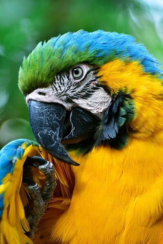 Papegaai die je aankijkt close-up 6