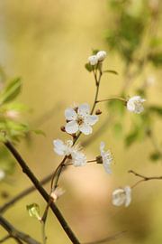 Bloesem in het bos, blossom, blühen, by Ina Roke