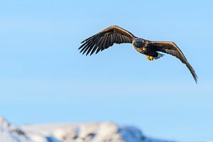 Seeadler fliegt in der Luft
